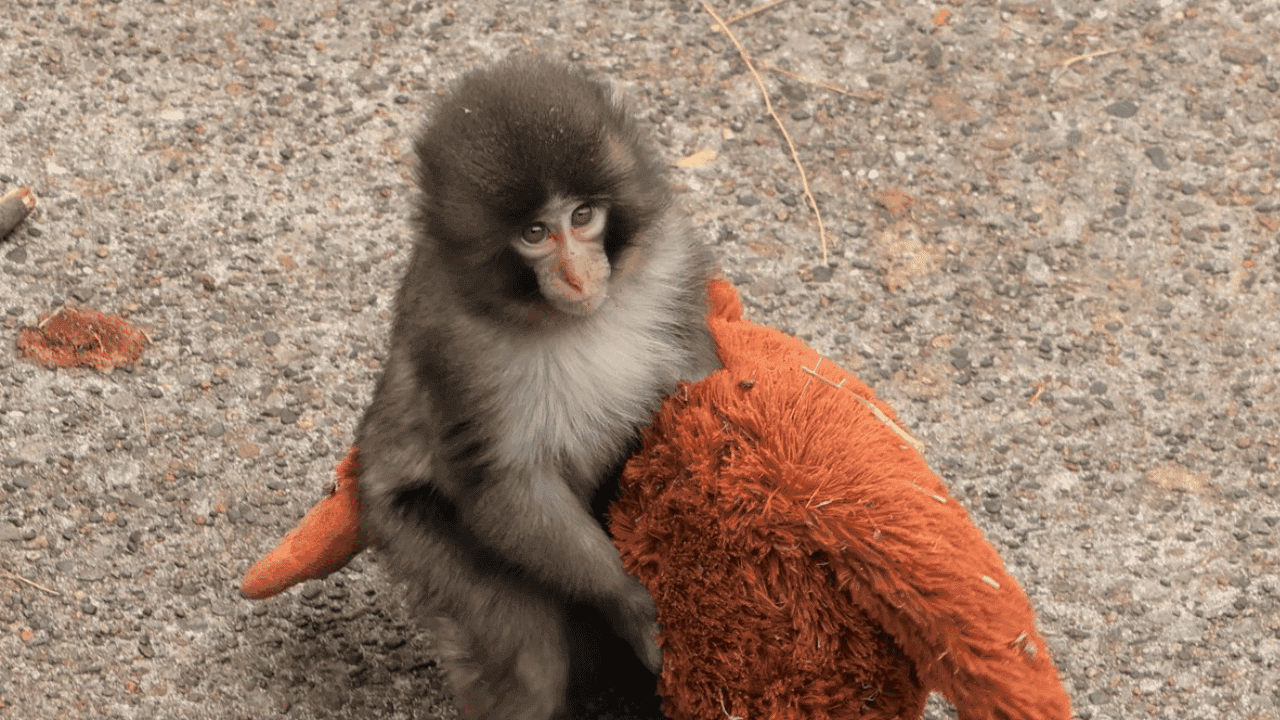 La historia de Punch trascendió fronteras a través de plataformas como TikTok e Instagram, donde su imagen abrazado al peluche ha generado una ola de concienciación sobre la empatía hacia los animales. Créditos:  ichikawa_zoo/X