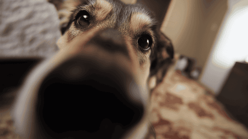 Perros